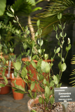 Simmondsia chinensis RCP5-2012 006.JPG